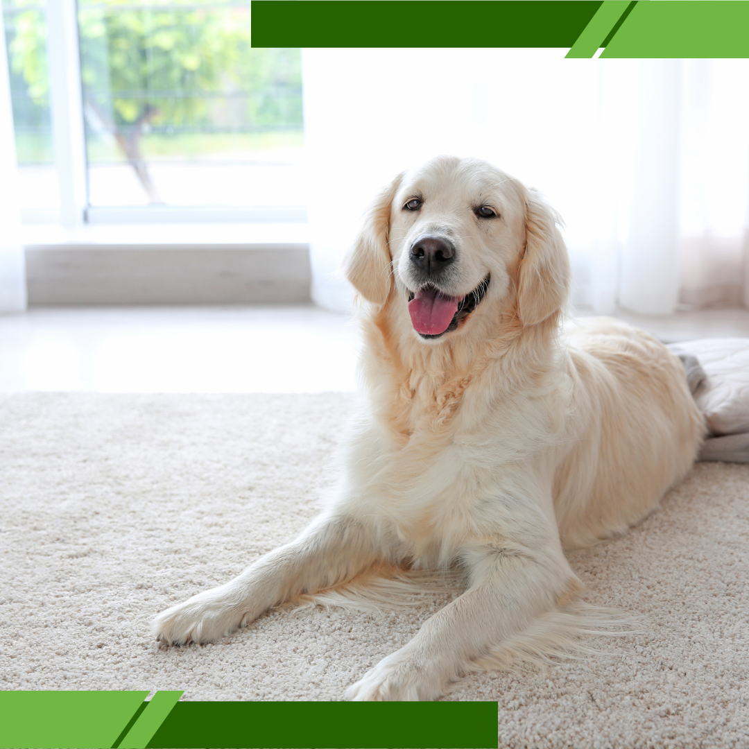 healthier home for kids and pets